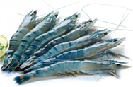 SHRIMP EXPORTS TO THE US GROWING IN SEPTEMBER 2015 (30/10/2015)