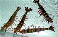SHRIMP EXPORTS TO THE U.S. WILL BE BETTER AT YEAR END (20/09/2015)